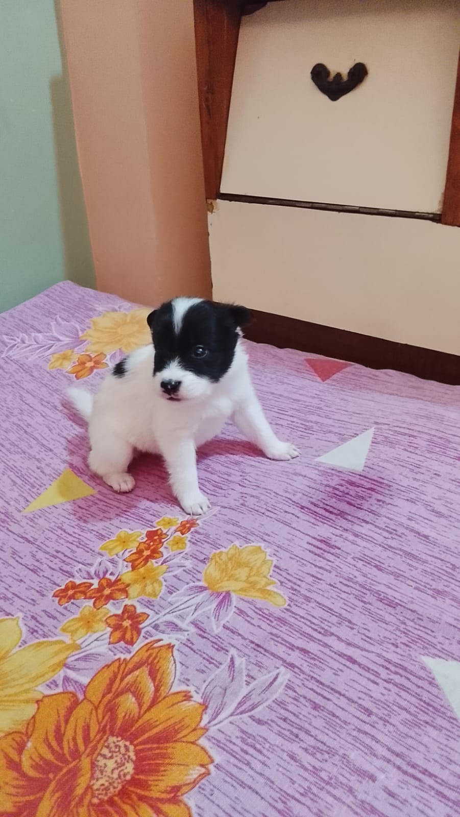 Pomeranian female puppy for sale in Delhi, Delhi on PuppyWale - Image 4
