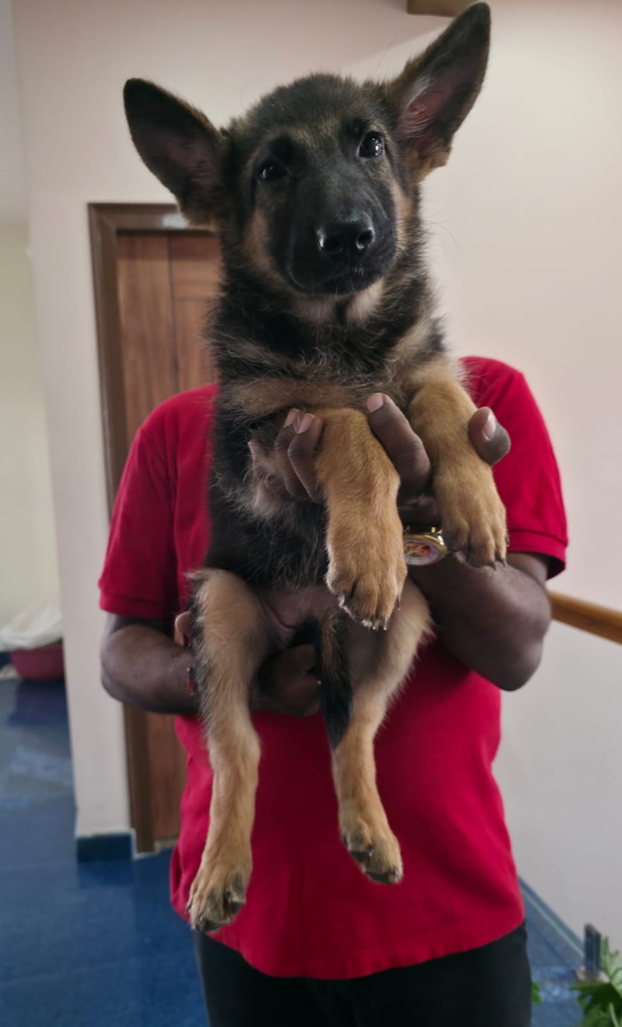 Purebred German shepherd female puppy listing in 7th cross Vinayaka layout,nayandahalli,Bangalore, Karnataka on PuppyWale