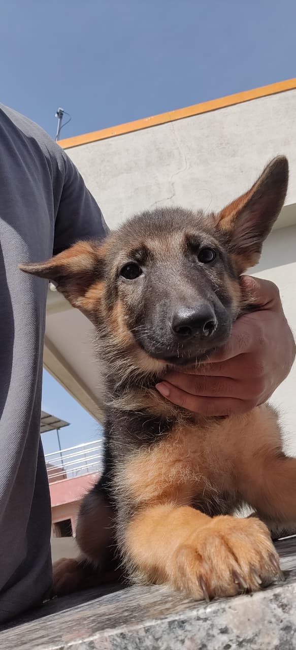 Purebred German shepherd female puppy for sale in 7th cross Vinayaka layout,nayandahalli,Bangalore, Karnataka on PuppyWale - Image 2