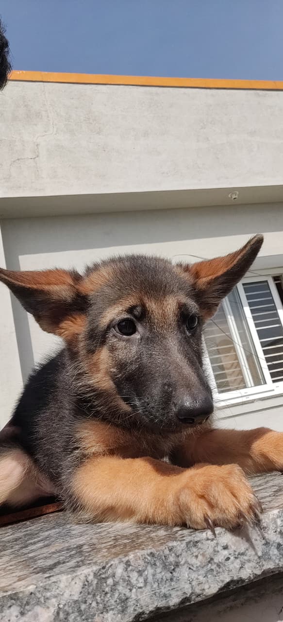 Purebred German shepherd female puppy for sale in 7th cross Vinayaka layout,nayandahalli,Bangalore, Karnataka on PuppyWale - Image 3