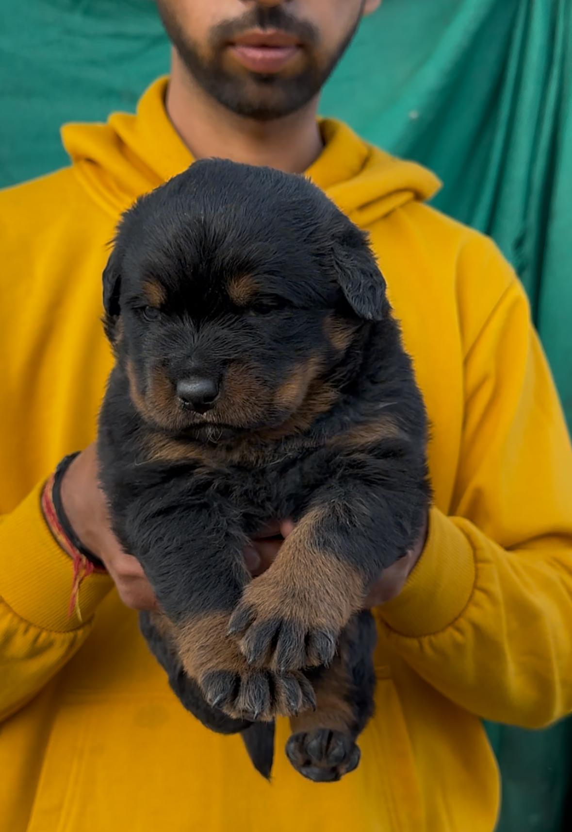 Rottweiler male puppy listing in Jind, Haryana on PuppyWale