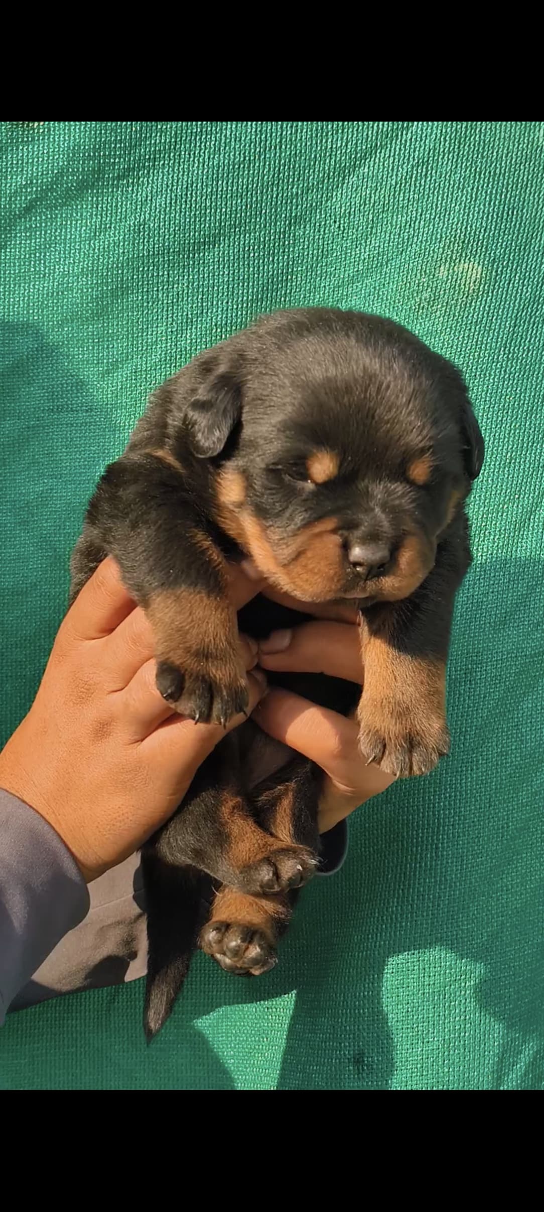 Rottweiler male puppy for sale in Jind, Haryana on PuppyWale - Image 2