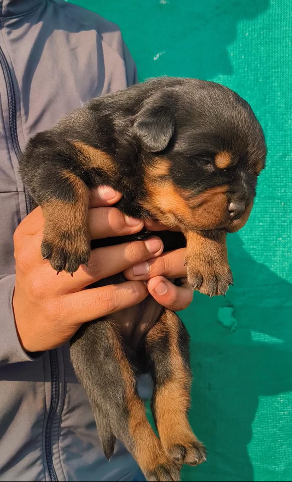 Rottweiler male puppy for sale in Jind, Haryana on PuppyWale - Image 3