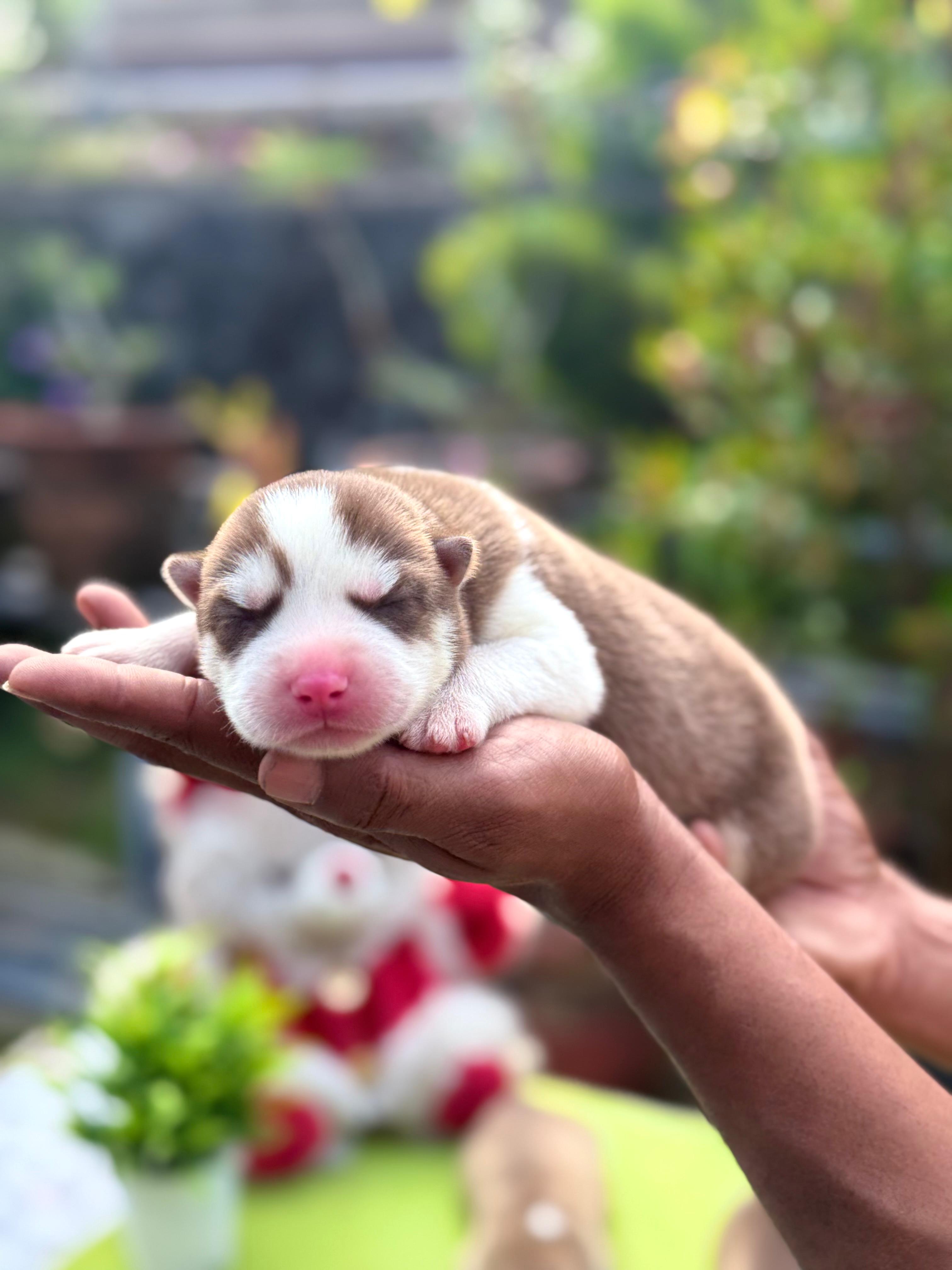 Saint Bernard male puppy listing in Kottayam, Kerala on PuppyWale