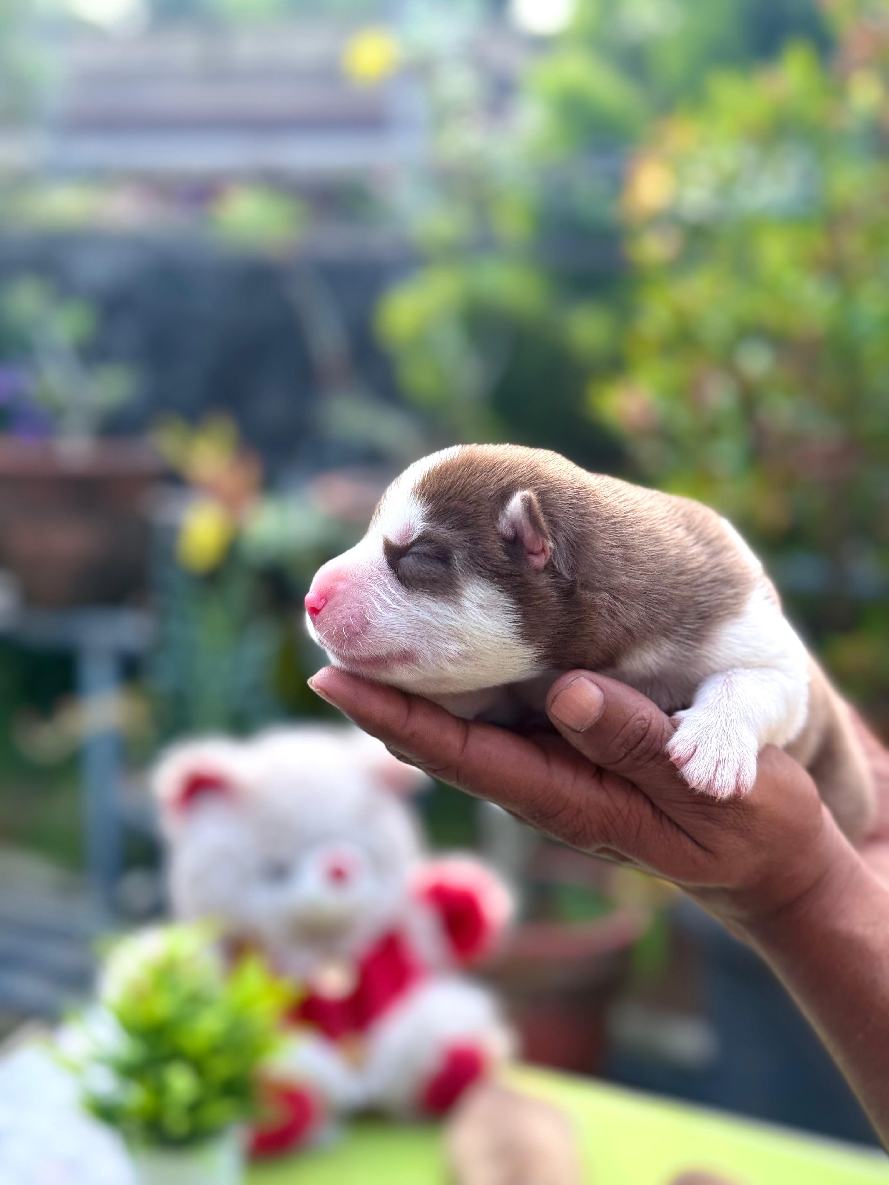 Saint Bernard male puppy for sale in Kottayam, Kerala on PuppyWale - Image 2