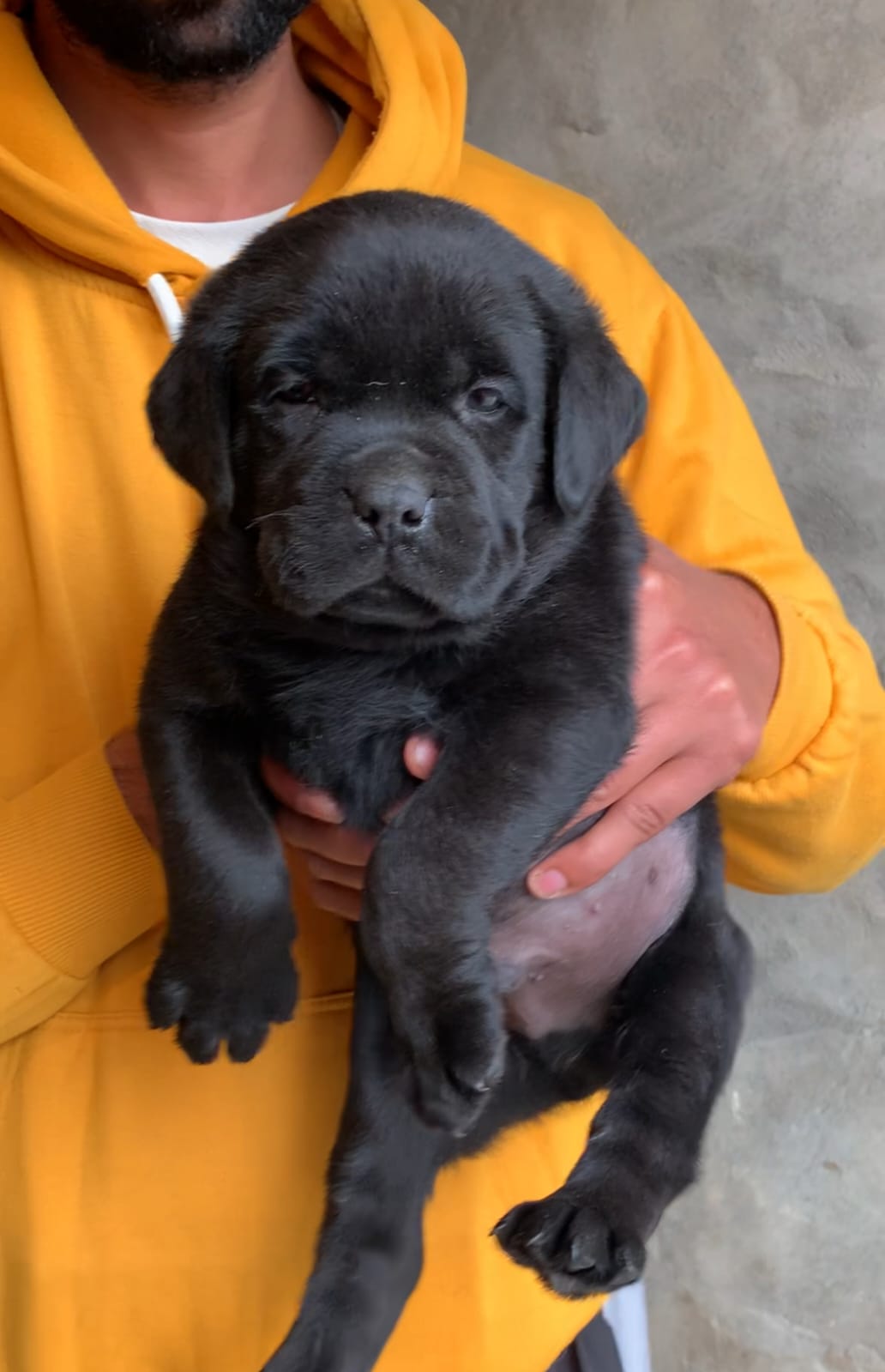 Labrador Retriever male puppy listing in Jind, Haryana on PuppyWale