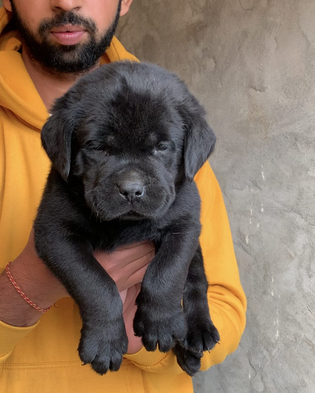 Labrador Retriever male puppy for sale in Jind, Haryana on PuppyWale - Image 2