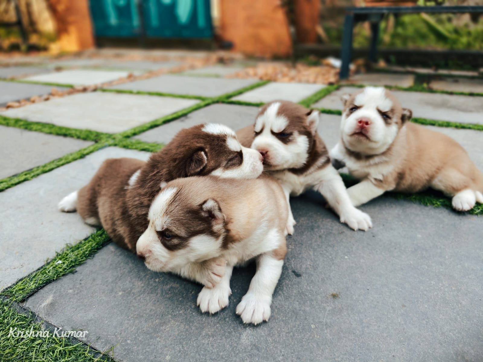 Siberian Husky male puppy listing in Kottayam, Kerala on PuppyWale