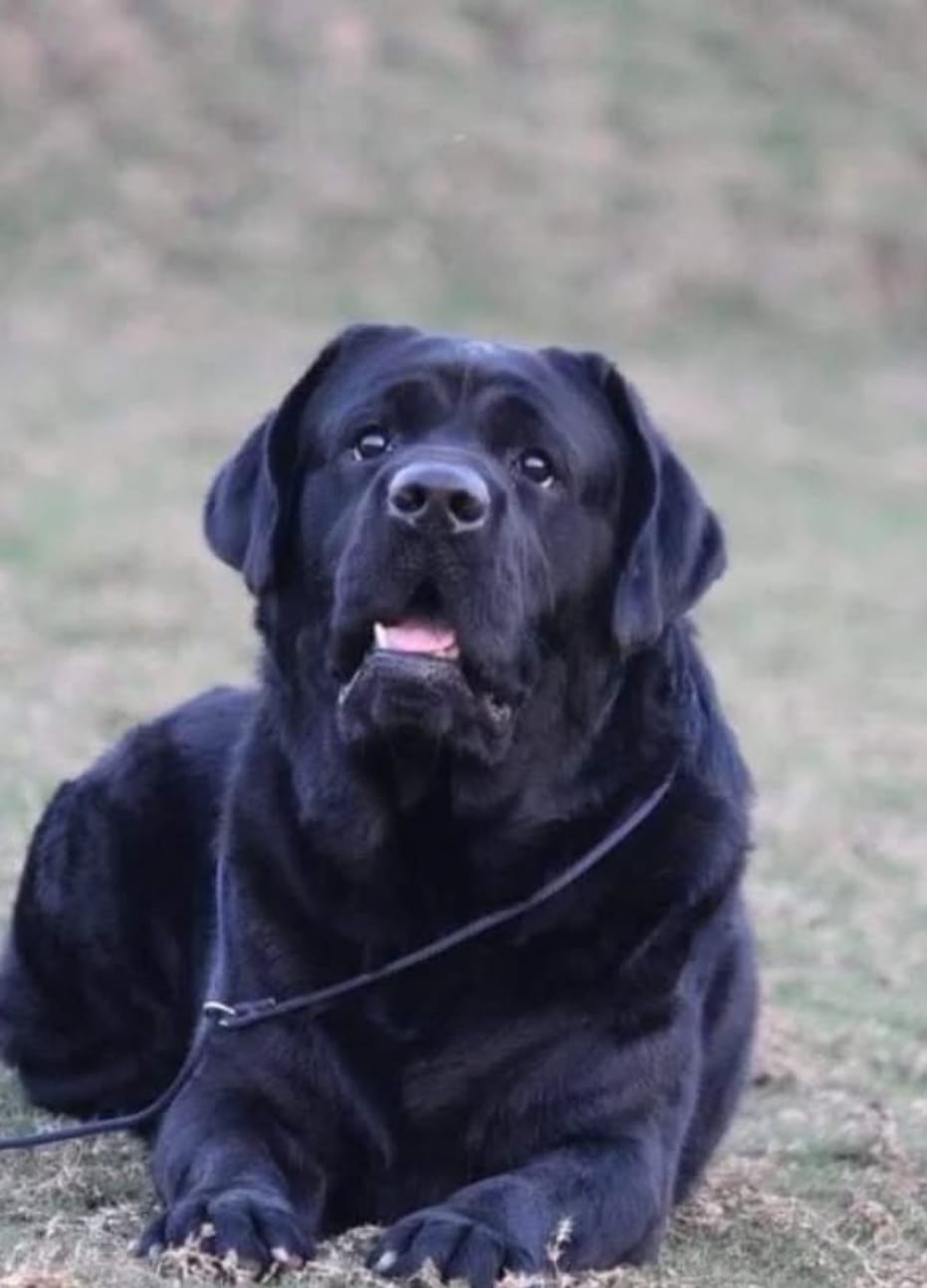 Labrador stud service - THUNDER in Jind, Haryana on PuppyWale - Image 3