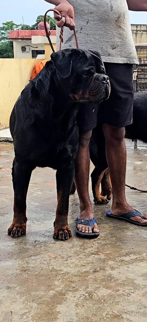 Rottweiler
